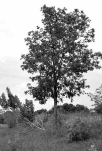 Restoration Agriculture: Balancing Agriculture and the Environment Image